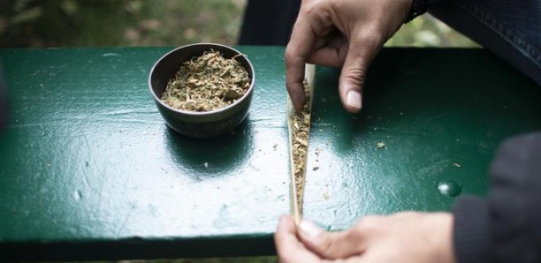 Près d’un Français sur deux est favorable à la légalisation du cannabis