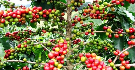 Côte d'Ivoire : une nouvelle variété de café pour révolutionner la culture