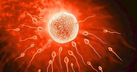 Des spermatozoïdes humains créés à partir de cellules de la peau