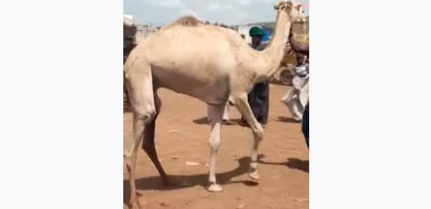 Préparatifs du Magal:  Un berger offre un chameau à Sokhna Aida Diallo
