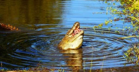 Un pasteur tente de marcher sur l'eau et se fait dévorer par des crocodiles