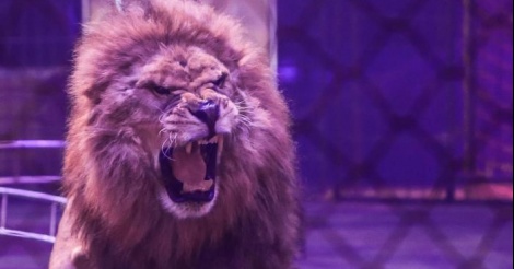 Un lion saute à la gorge de son dompteur en plein cirque