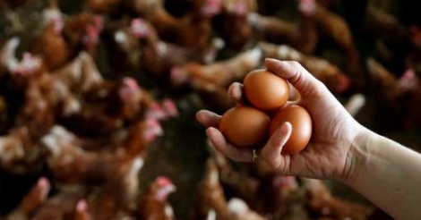 Oeufs contaminés: la viande de poulet passée au crible
