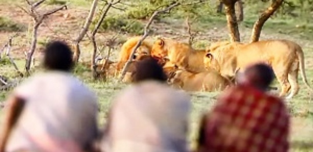 Ils volent le repas de 15 lions affamés !