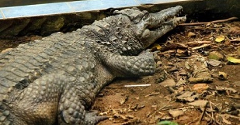 Zimbabwe : un enfant de huit ans retrouvé dans le ventre d’un crocodile