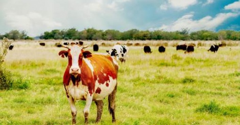 En Argentine, 300 vaches ont disparu sans laisser de traces