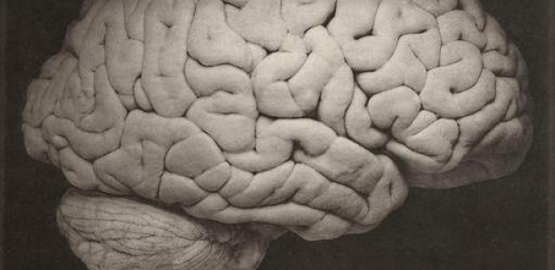 Le cerveau humain a augmenté de volume avec les difficultés
