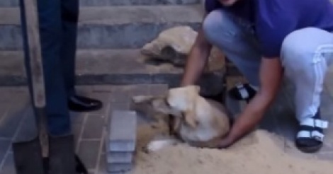 L’incroyable sauvetage d’une chienne enterrée vivante