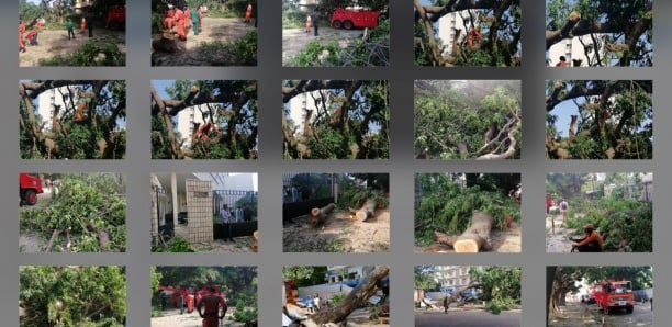 [Photos-Vidéo] Dégâts des fortes pluies : Opération d'abattage d'arbres aux alentours de l'Assemblée nationale