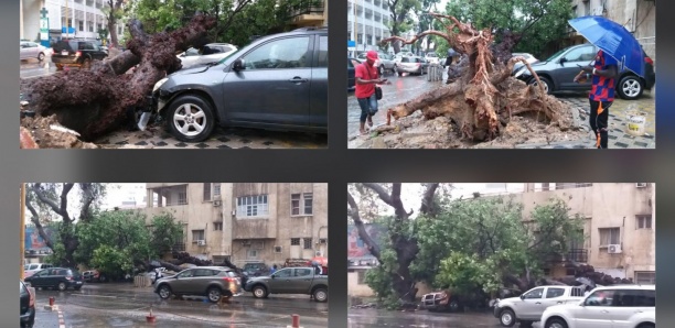 [Photos] Violent orage : Un arbre déraciné par le vent, fait des dégâts devant Sorano