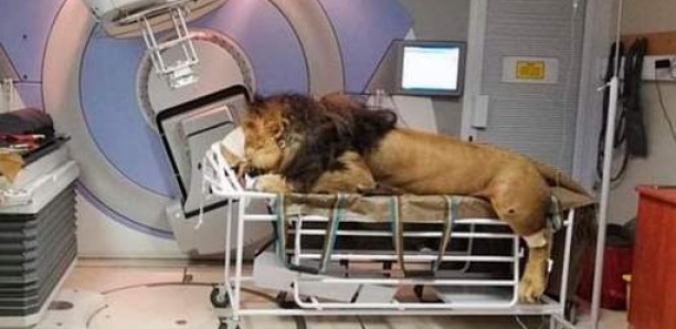 Un lion soigne son cancer dans un hôpital privé
