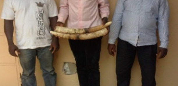 Trafic d’ivoire : Le réseau de Soumbédioune tombe