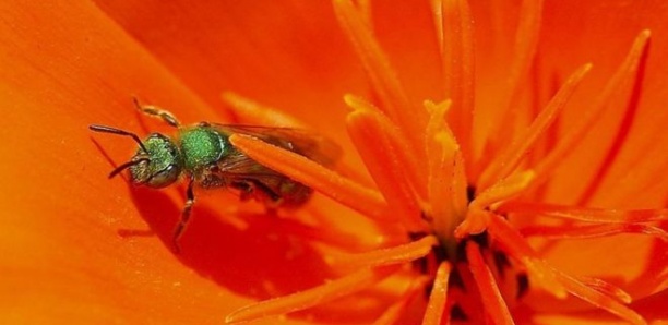 Taïwan : un médecin trouve quatre abeilles dans l'œil d'une femme