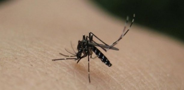 Dengue : Le moustique responsable ne pique que le jour (Spécialistes)