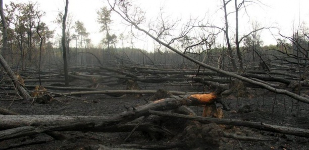 Feux de forêt : ça brûle aussi en Afrique, et c’est pire qu’en Amazonie