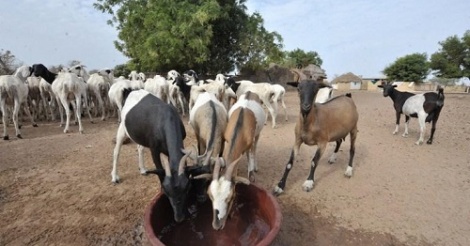 Gossas : Surpris sur une chèvre, Ibou Sané prétexte l'envoutement