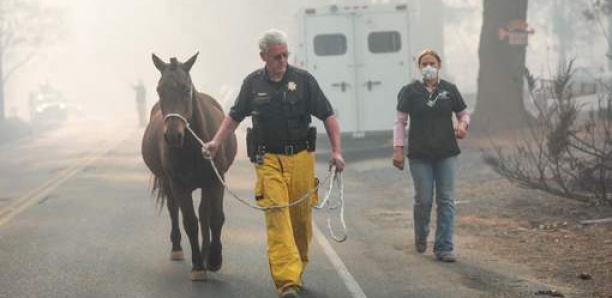 Les animaux, autres victimes des incendies en Californie