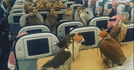 Un prince saoudien a acheté un billet d’avion pour chacun de ses 80 faucons