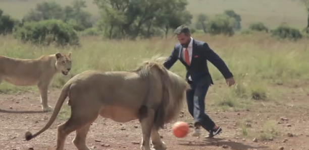 Il joue au foot avec trois lions sauvages en pleine savane Regardez !