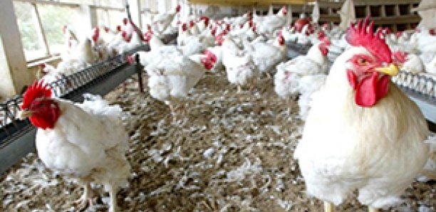 Importations de poulets : Le ministère du Commerce confirme, les aviculteurs s'inquiètent