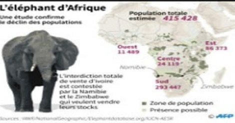 la population des éléphants est au plus bas depuis 25 ans