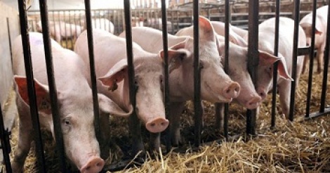 Bientôt des porcs OGM donneurs d'organes ?