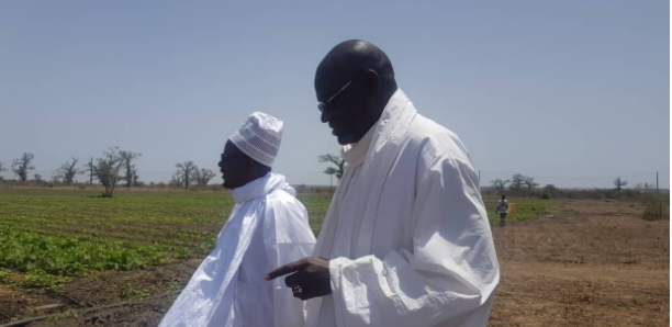 Serigne Bass Abdou Khadre en visite dans ses champs à Pout