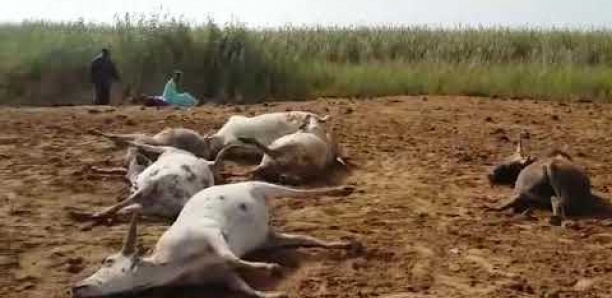 Mort de 9 de ses bœufs : Cet éleveur tombe en transe