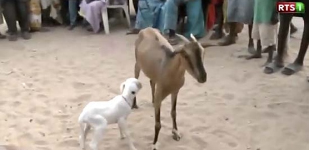 Incroyable: Une chèvre donne naissance à un agneau à Gadayel