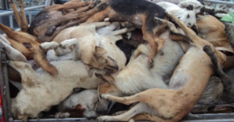 Lutte contre la rage : 649 chiens abattus et 131 vaccinés