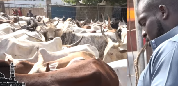 Gamou 2019 : Aziz Ndiaye convoie un troupeau de bœufs à Tivaouane