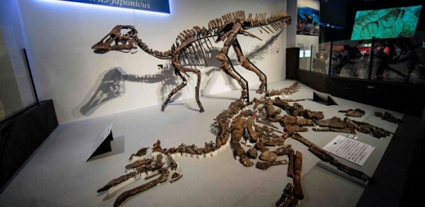 Une nouvelle espèce de dinosaure découverte au Japon