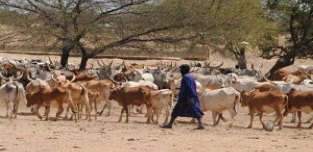 Bayakh : Un agriculteur blesse par balle un éleveur