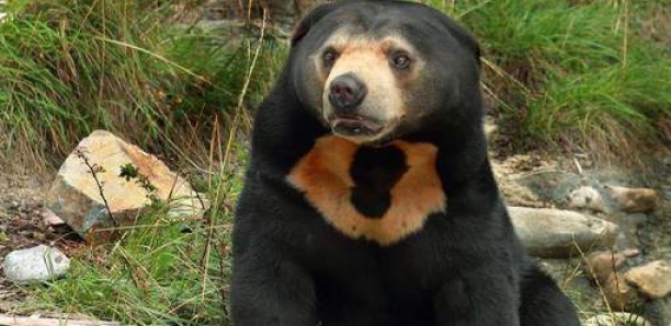 Des braconniers indonésiens arrêtés pour avoir tué et mangé des ours malais