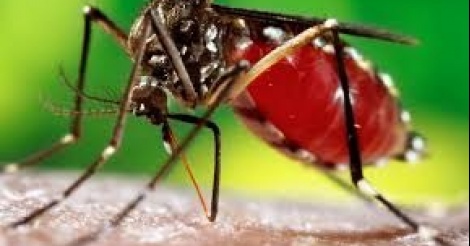 Fatick : les 2 personnes atteintes de la dengue sont guéries (médecin-chef)