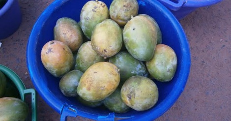 Sédhiou : Les producteurs de mangue à l’école de l’Asepex et de la Dpv