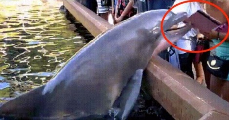 USA - Un dauphin vole l'iPad d'une touriste au parc Seaworld