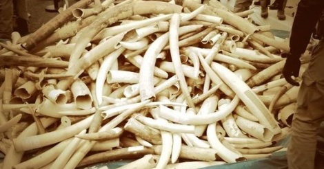L'Union européenne veut mettre fin au commerce d'ivoire brut