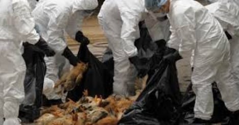 Grippe aviaire: L’Afrique du Nord se ferme à la volaille française
