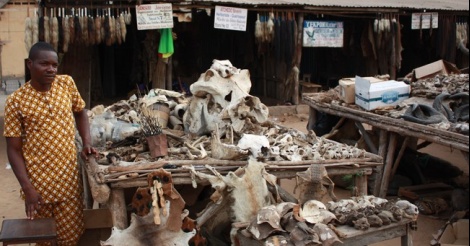 Troubles de l’érection, migraines : le célèbre marché des fétiches de Lomé a la solution
