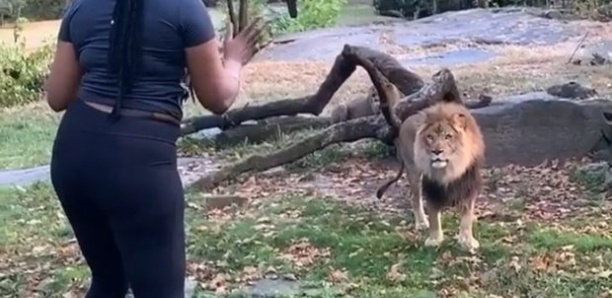 Elle pénètre dans l’enclos d’un lion au zoo du Bronx