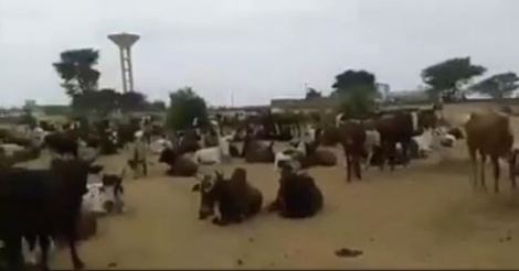 Le troupeau de bœufs de Cheikh Béthio Thioune pour le Magal 2016