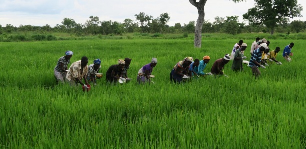 AGRICULTURE: 24000 hectares de riz effectivement emblavés dans la vallée du fleuve