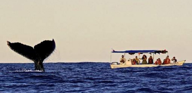 Une baleine bondit hors de l'eau et frôle un bateau de touristes