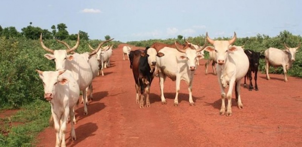 Louga - Vol de bétail : Un chauffeur de taxi « clando » et un berger écopent de 03 ans ferme