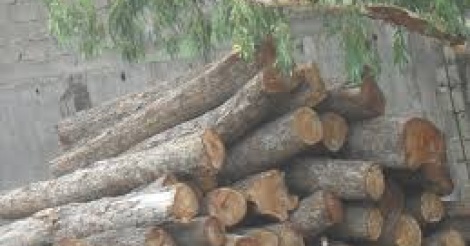 Kolda: Contre le trafic du bois de vène, les habitants de Kerewane et Pata se mobilisent