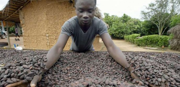 Menace sur le chocolat après la suspension des ventes de cacao du Ghana et de la Côte d'Ivoire