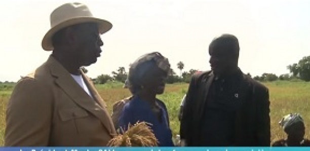 Ziguinchor: La visite surprise de Macky SALL aux femmes qui s'activent dans les rizières