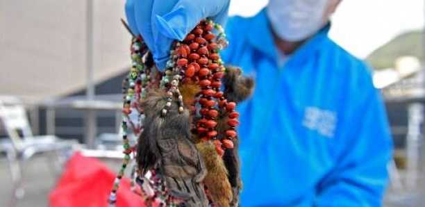 Colombie: Des morceaux d'un millier d'animaux utilisés en sorcellerie ont été saisis