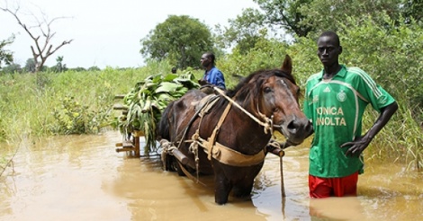 TAMBA - Montée des eaux du fleuve Gambie : Plusieurs ha de rizières et de bananeraies dévastés